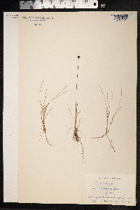 Juncus triglumis image