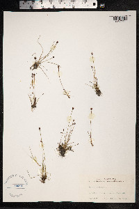 Juncus triglumis image
