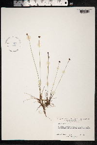 Juncus triglumis image