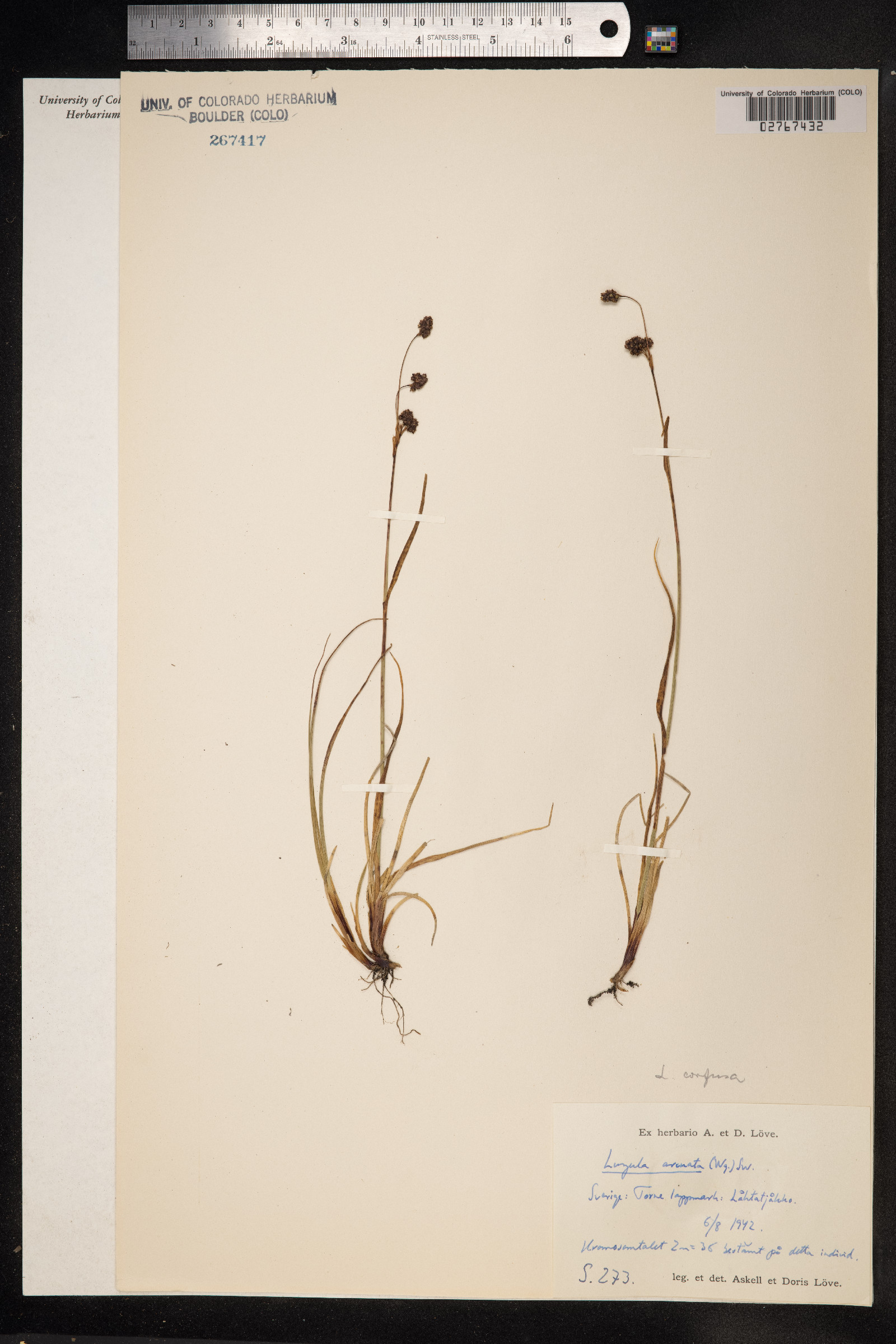 Luzula confusa image