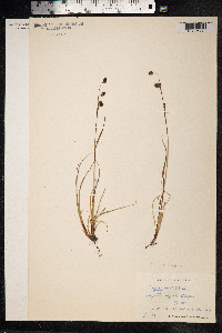 Luzula confusa image