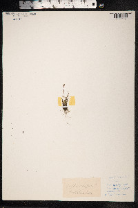 Luzula confusa image