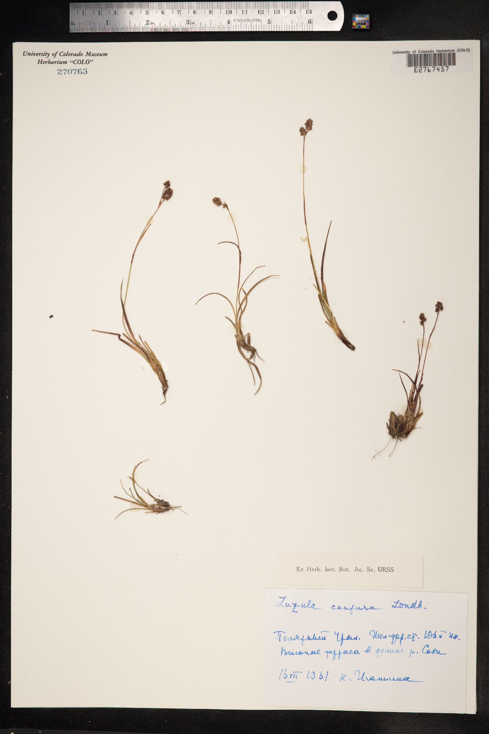 Luzula confusa image