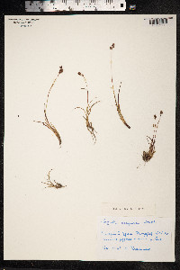 Luzula confusa image