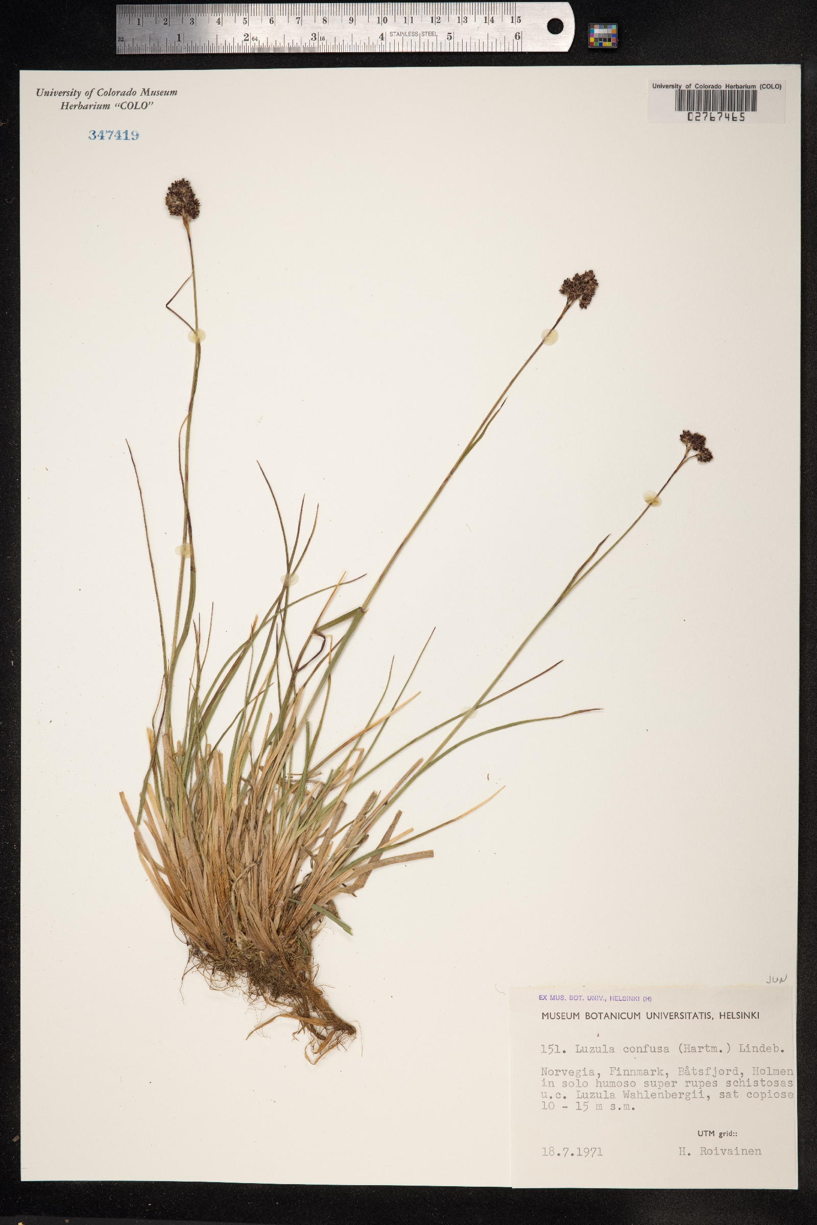 Luzula confusa image