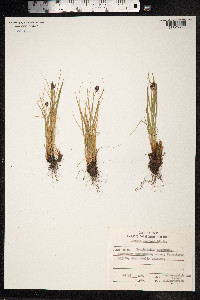 Luzula confusa image