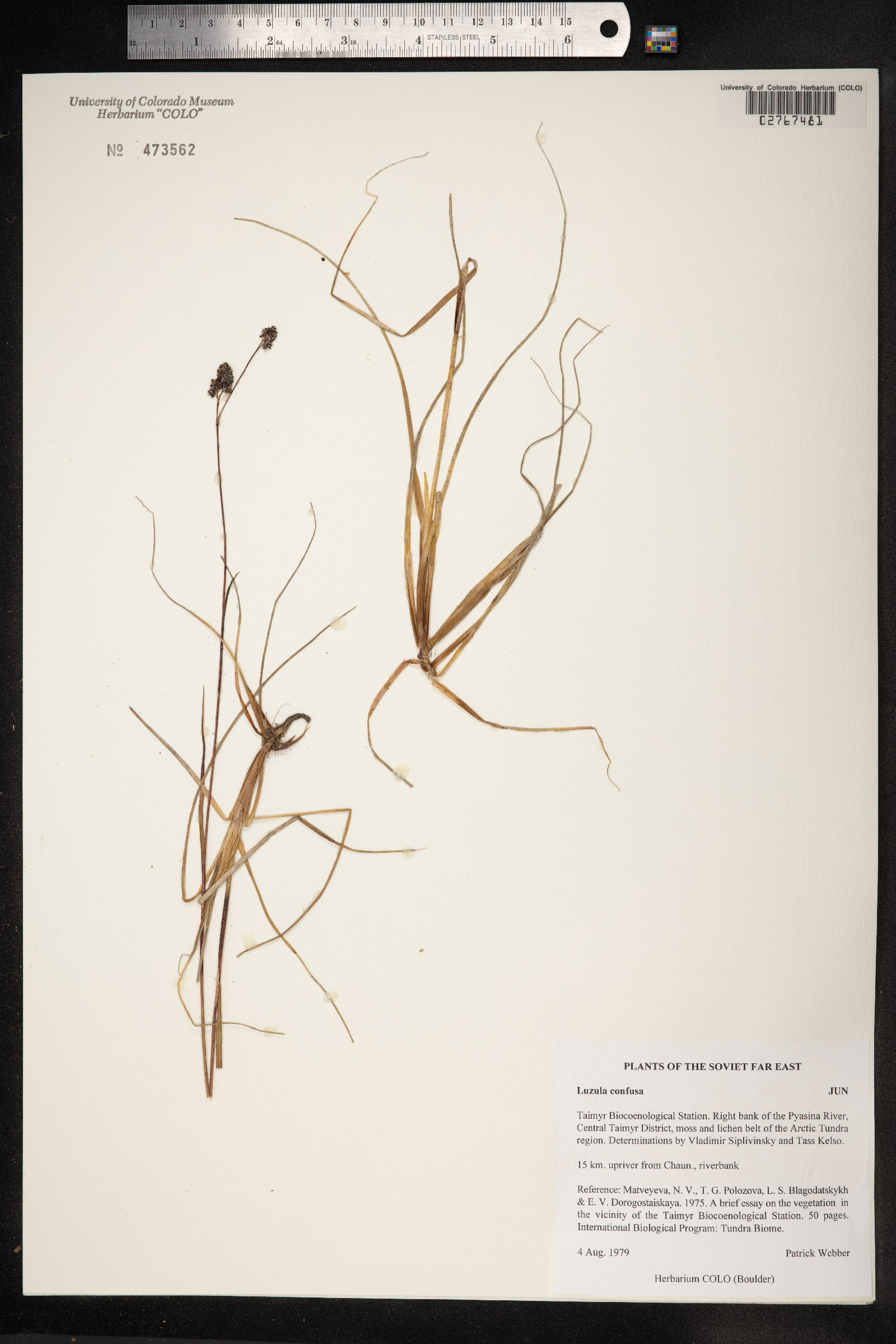 Luzula confusa image