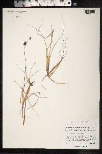 Luzula confusa image