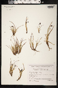 Luzula confusa image