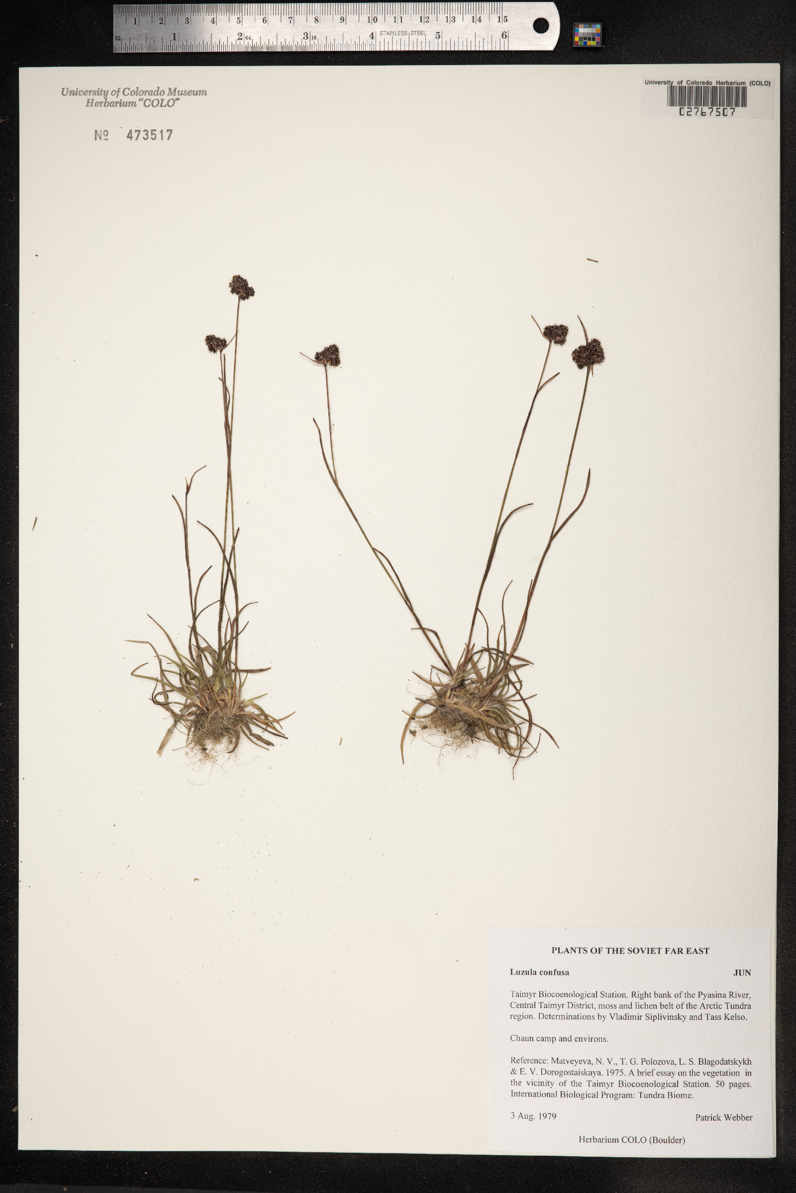 Luzula confusa image