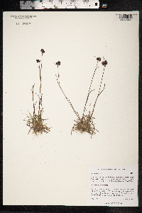 Luzula confusa image