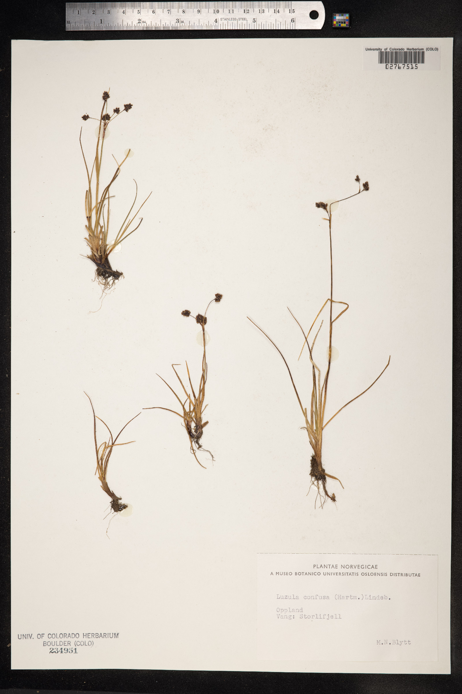 Luzula confusa image