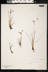 Luzula confusa image