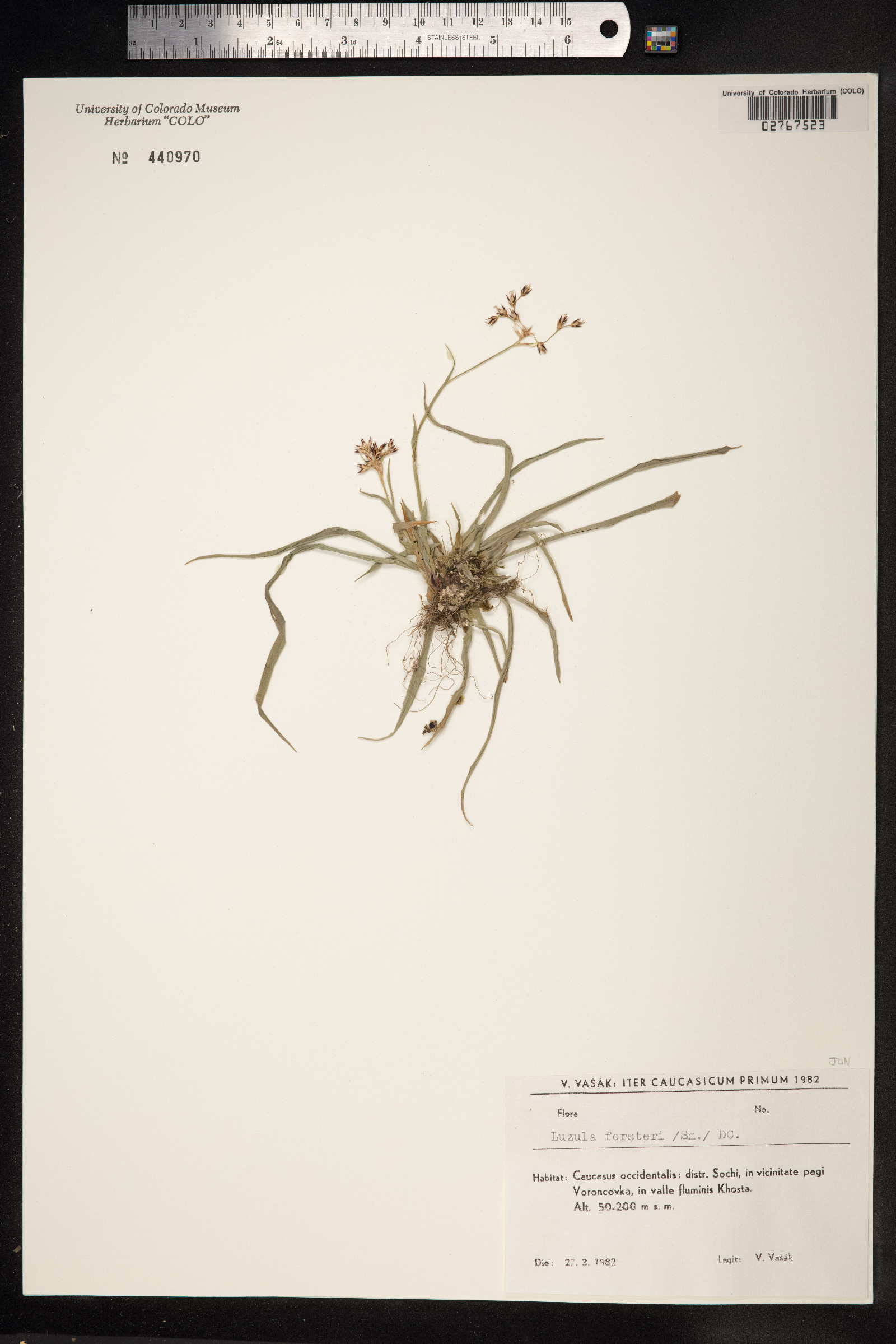 Luzula forsteri image