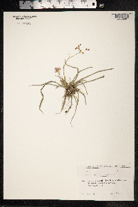 Luzula forsteri image