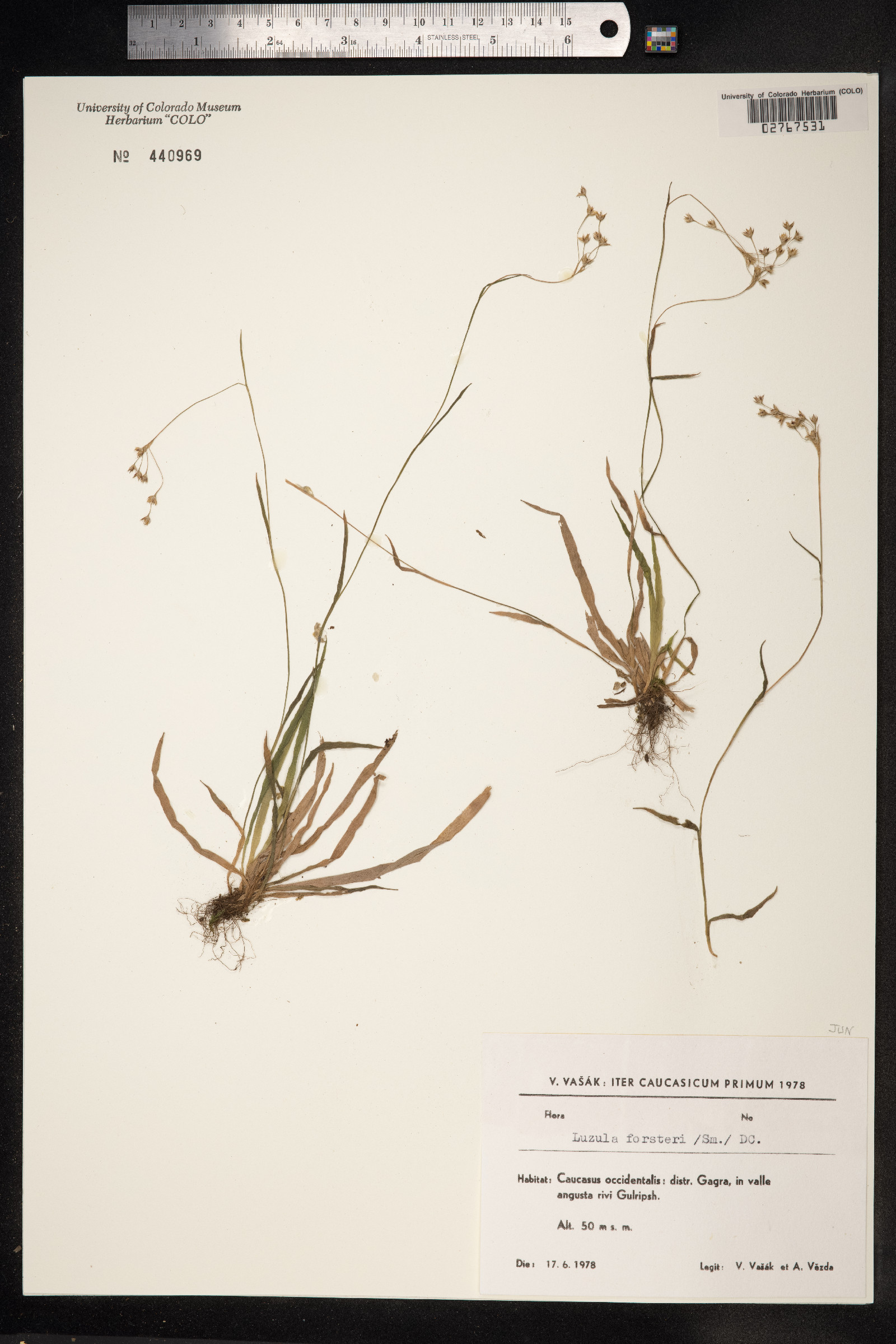 Luzula forsteri image