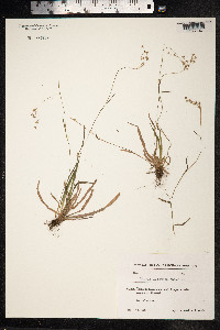 Luzula forsteri image