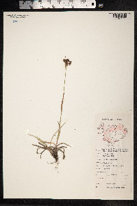 Luzula campestris image
