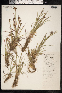 Luzula campestris image