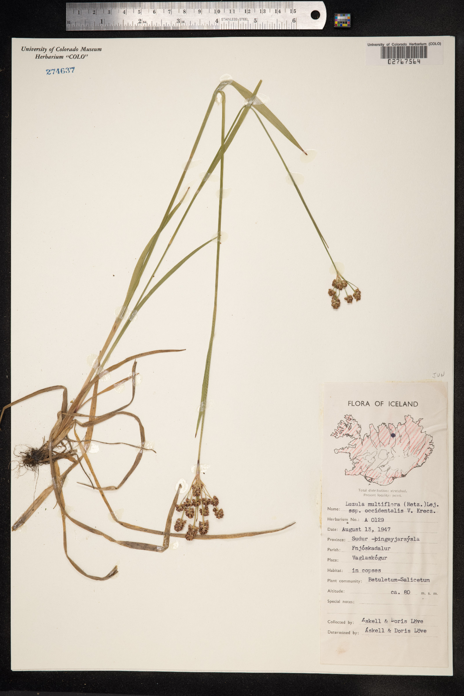 Luzula campestris image