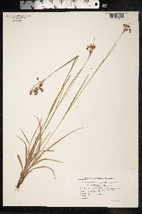 Luzula campestris image