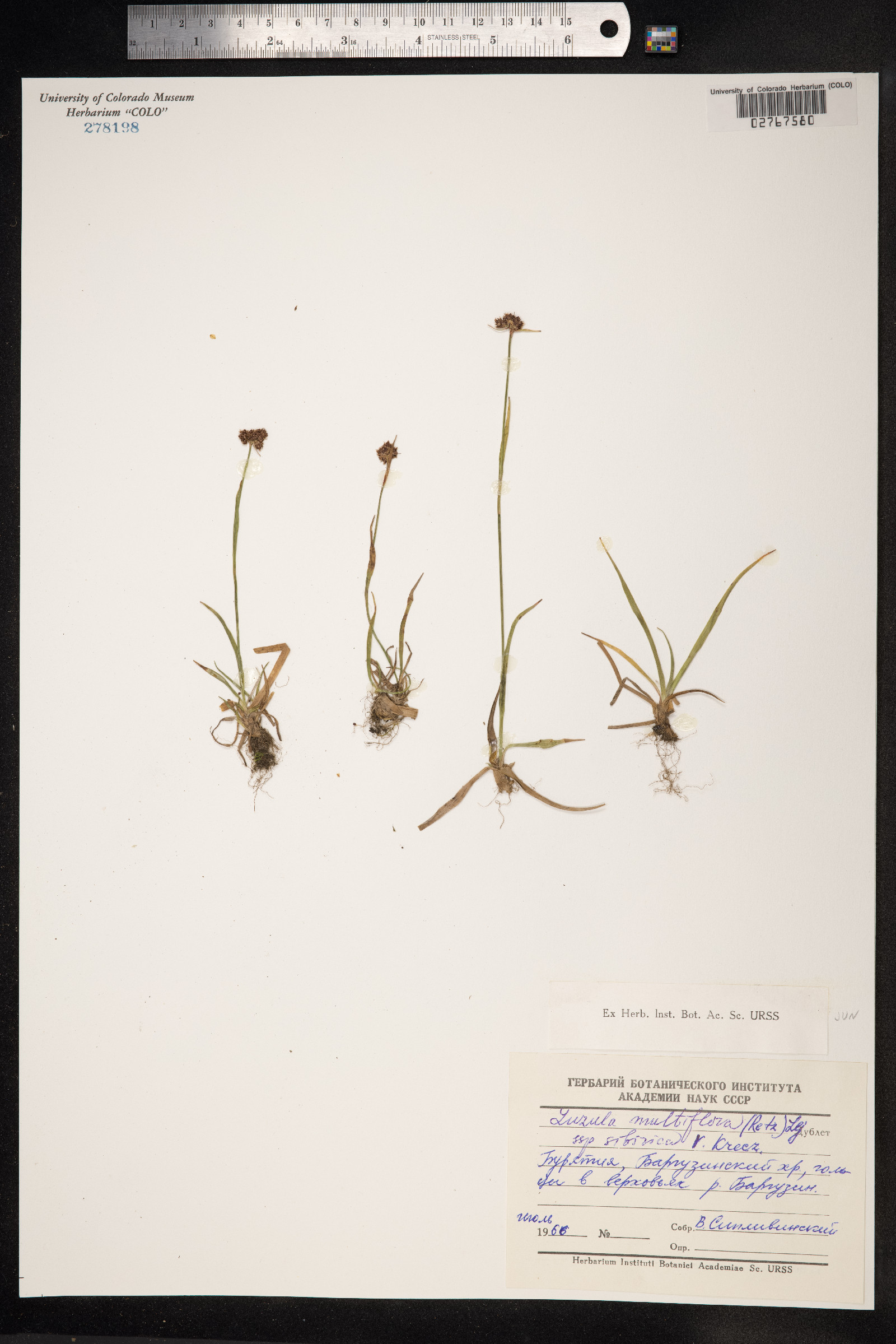 Luzula campestris image