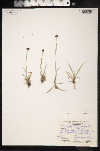 Luzula campestris image