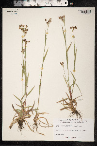 Luzula campestris image