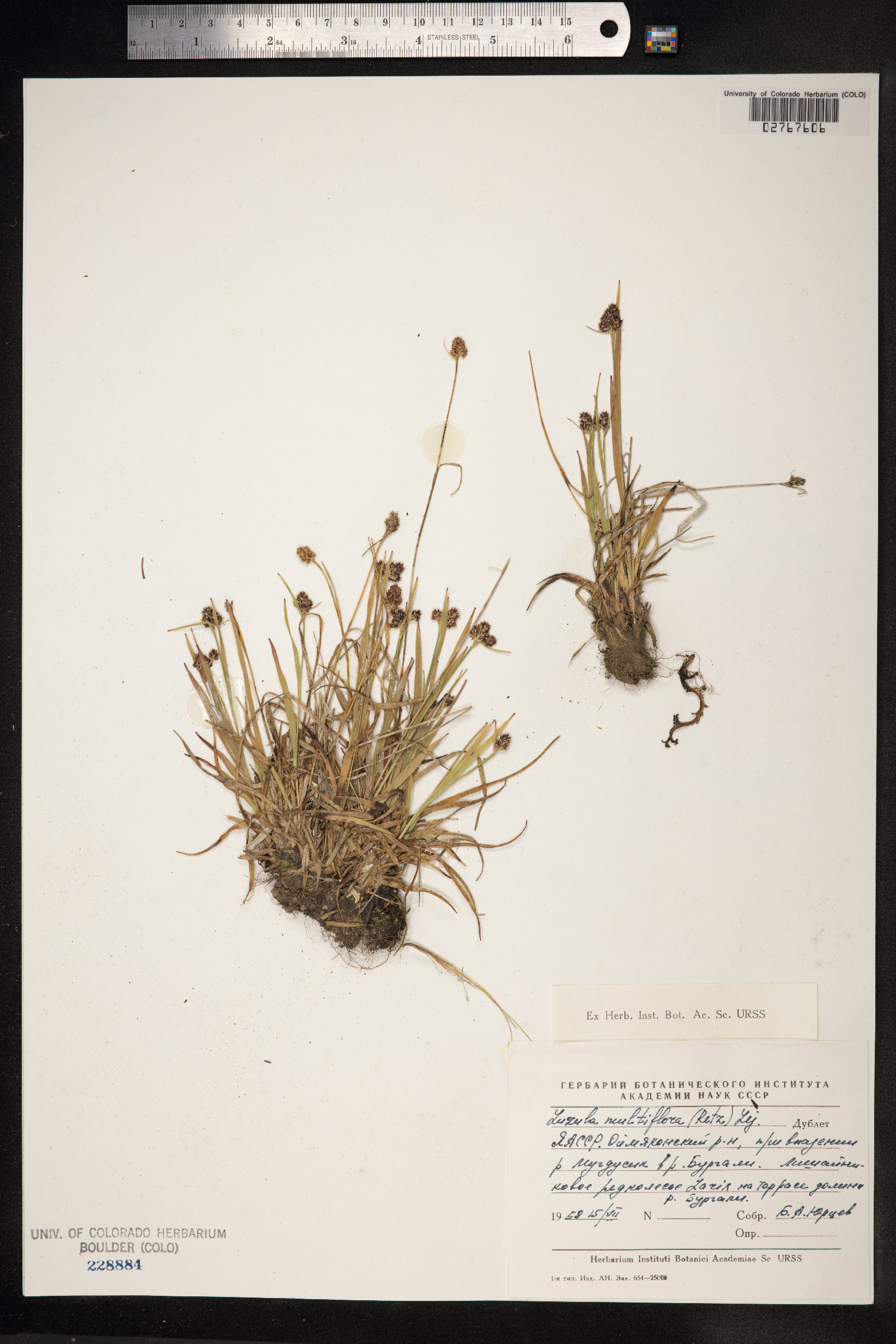 Luzula campestris image