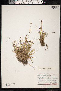 Luzula campestris image