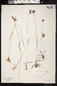 Luzula campestris image