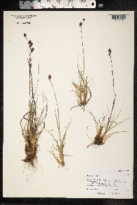 Luzula confusa image