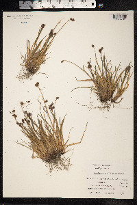 Luzula confusa image