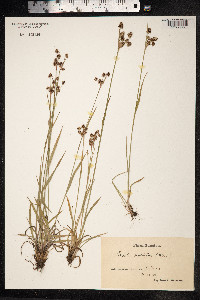 Luzula campestris image