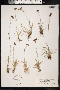 Luzula campestris image