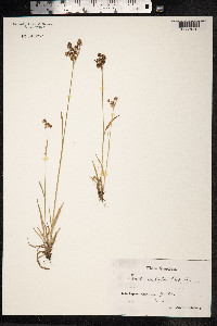 Luzula campestris image