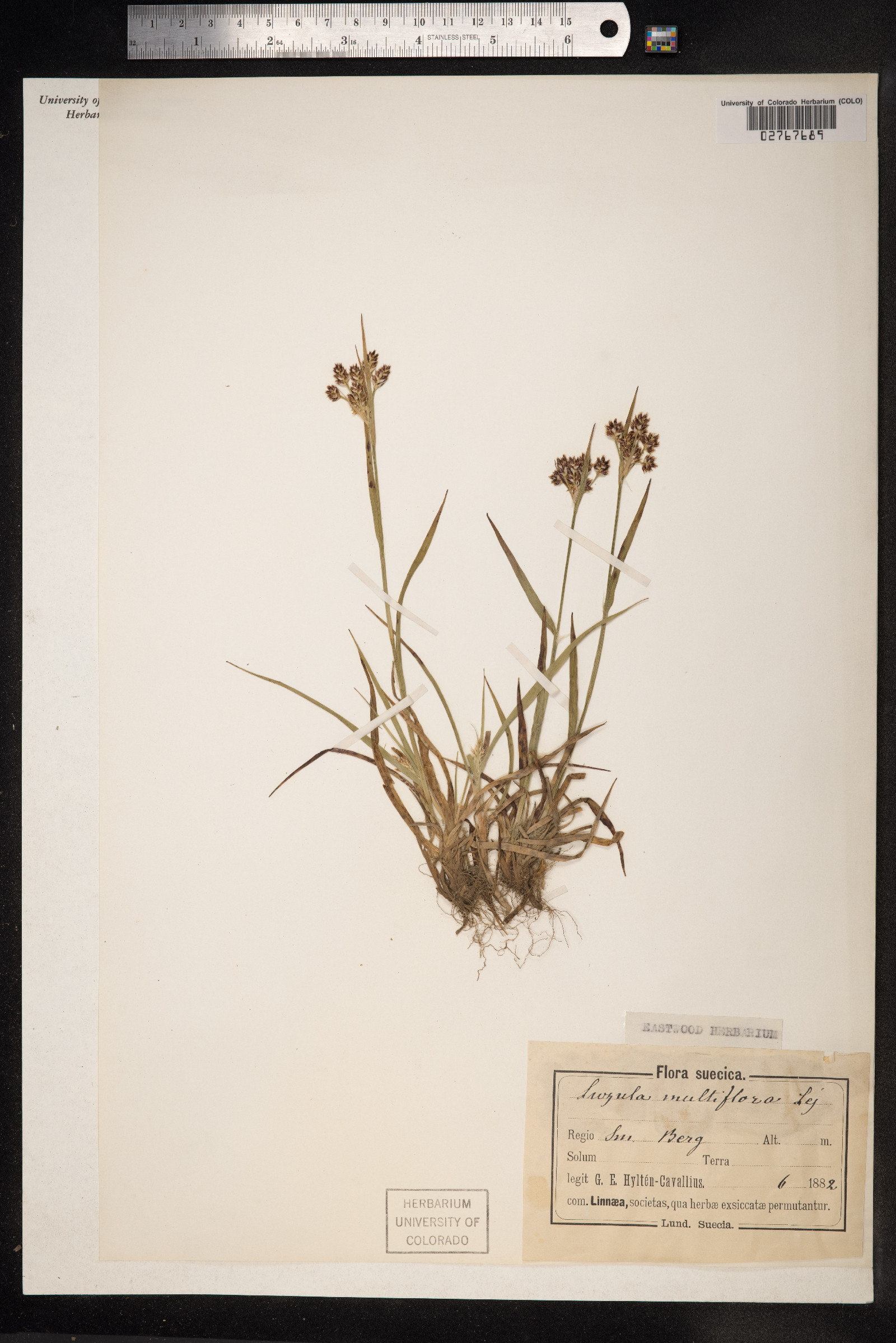 Luzula campestris image