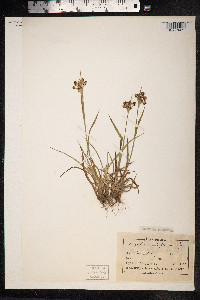 Luzula campestris image
