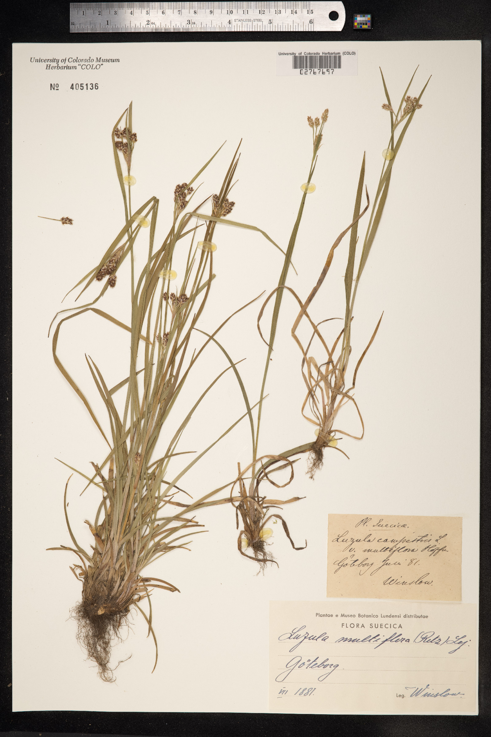 Luzula campestris image