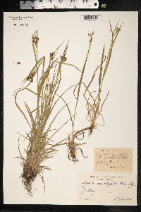 Luzula campestris image