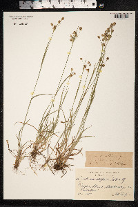 Luzula campestris image