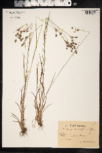 Luzula campestris image