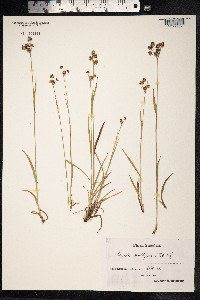 Luzula campestris image