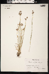Luzula campestris image