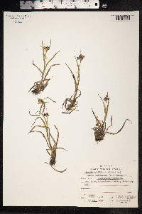 Luzula campestris image