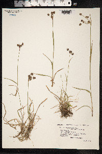 Luzula campestris image