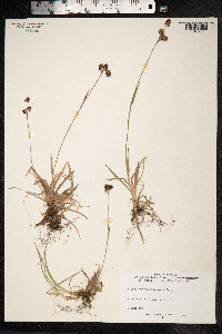 Luzula campestris image