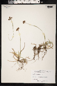 Luzula campestris image