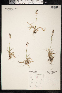 Luzula campestris image