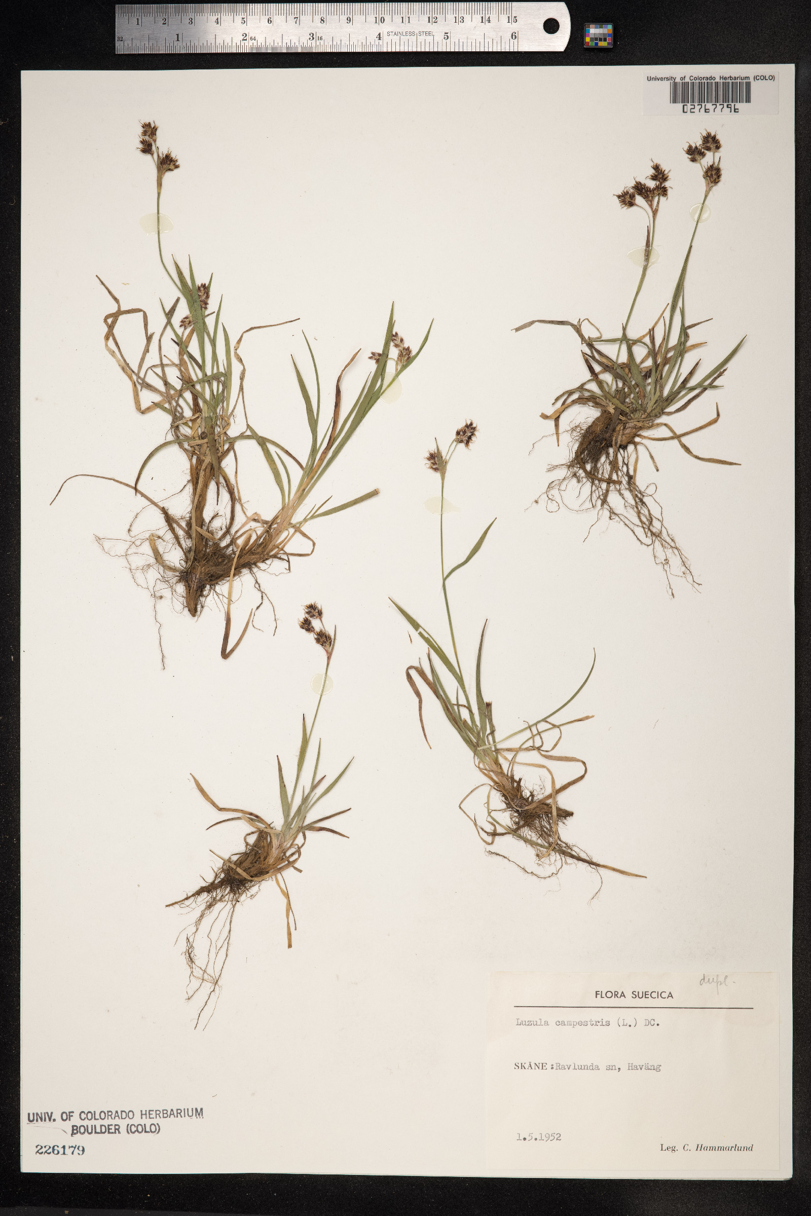 Luzula campestris image